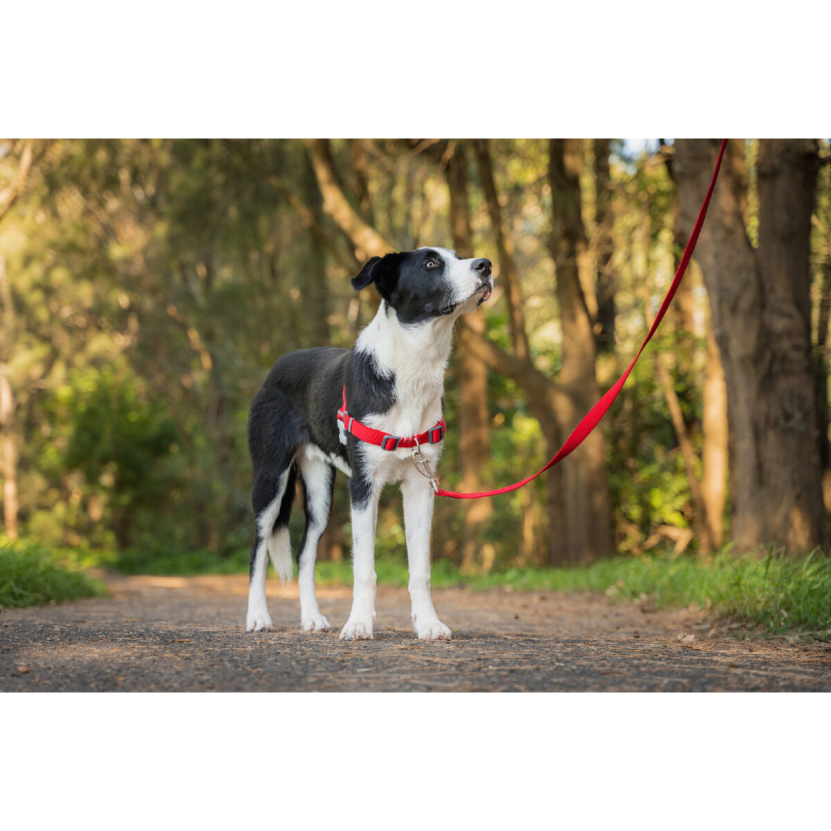 V6HBBED754D6763C0B1299956DBED554B9DR3626887P2